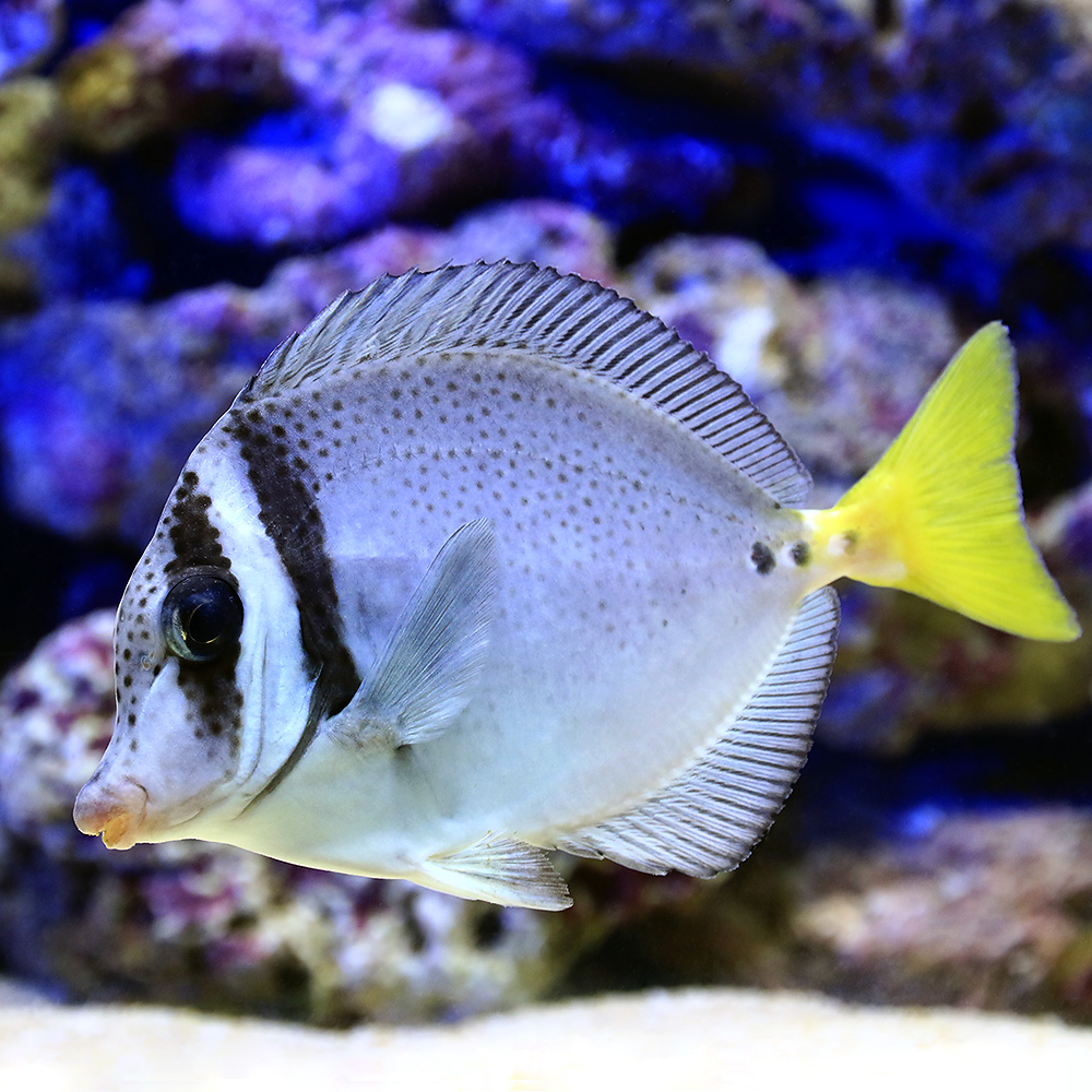 海水魚 イエローテールサージョンフィッシュ １匹 北海道航空便要保温 熱帯魚 アクアリウム 沖縄別途送料 Charm 観賞魚 店