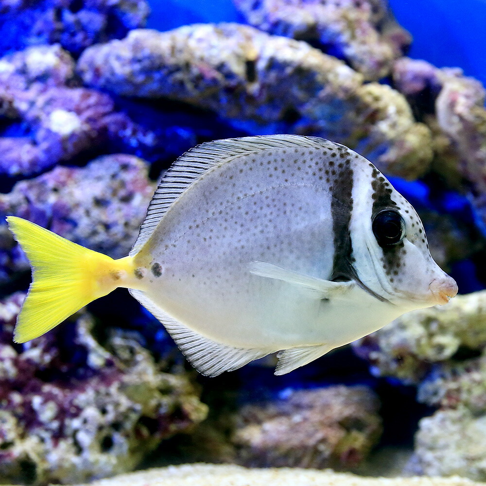 海水魚 イエローテールサージョンフィッシュ １匹 北海道航空便要保温 熱帯魚 アクアリウム 沖縄別途送料 Charm 観賞魚 店