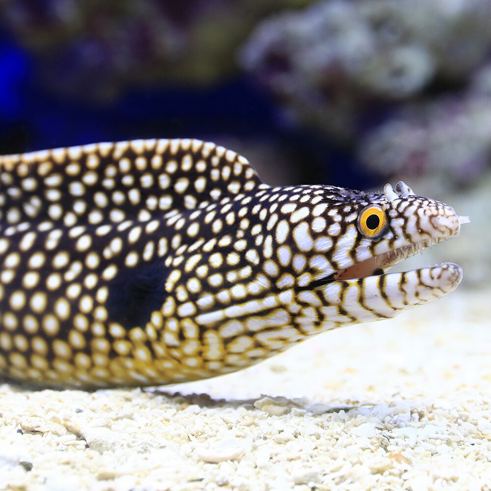 海外正規品 海水魚 ムラエナ メラノティス ｍサイズ １匹 北海道 九州 沖縄航空便要保温 沖縄別途送料 人気ブランドを Blog Belasartes Br