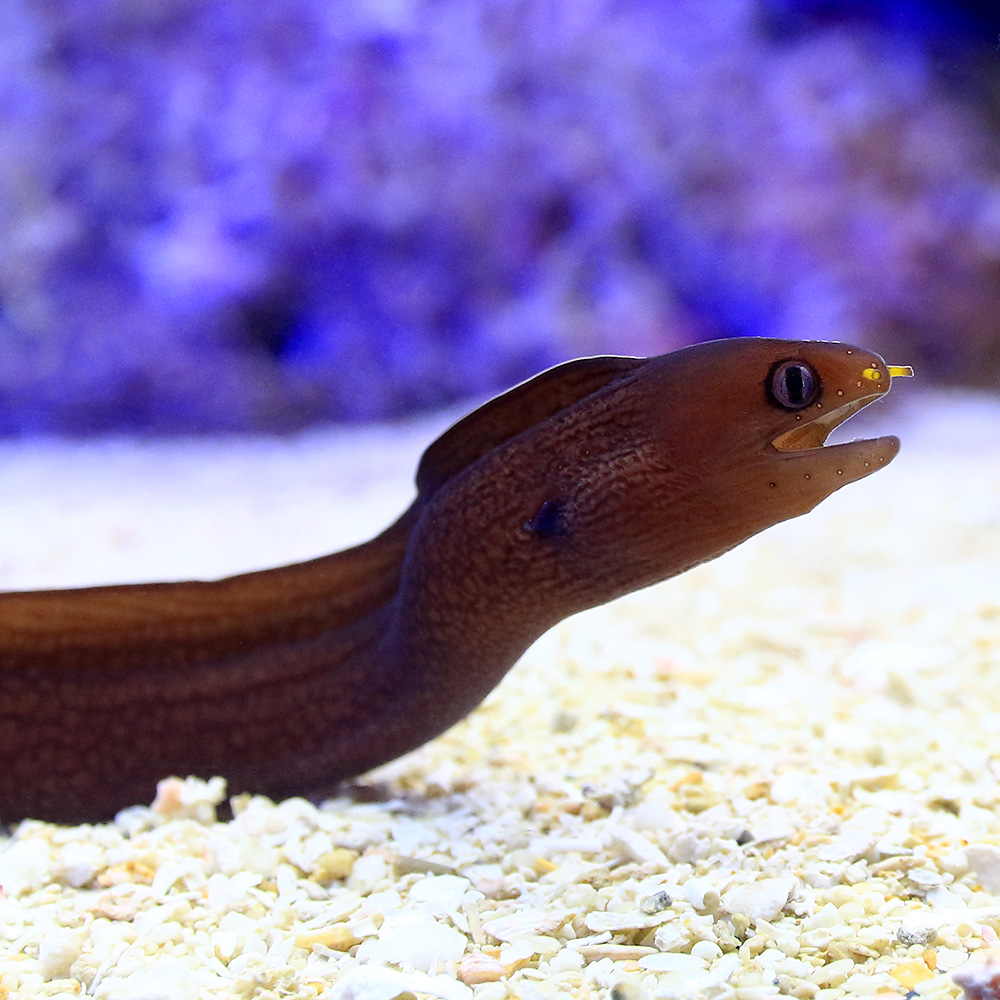 楽天市場 海水魚 沖縄産 ヒメウツボ ブラウン １匹 北海道航空便要保温 沖縄別途送料 Charm 楽天市場店