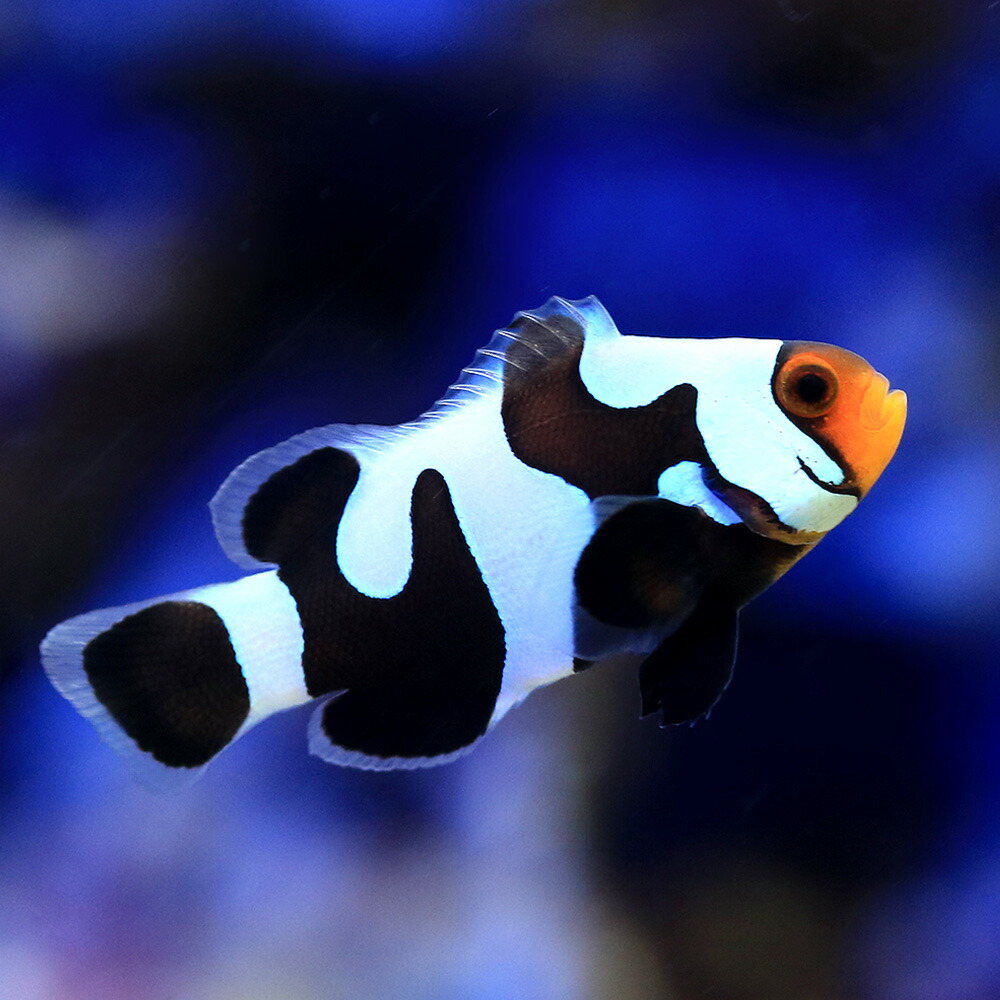 楽天市場】（海水魚）ブラックストームオセラリス（ブリード）（1匹