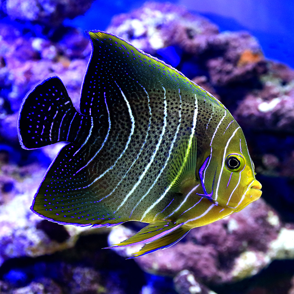 海水魚 ヤッコ 東アフリカ産 サザナミヤッコ 半成魚 匹 北海道航空便要保温 沖縄別途送料 Indorerwamo Com