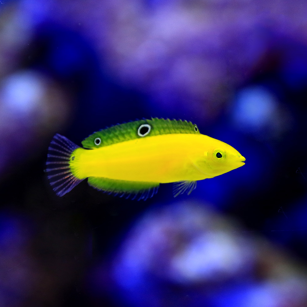 オトメハゼ 3-5cm±  海水魚 ハゼ(A-0100) 海水魚 サンゴ 生体