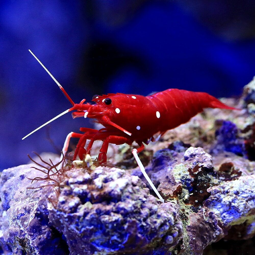 海水魚用品 WRANGLER RUBICON 71UF3SmEHKL.jpg