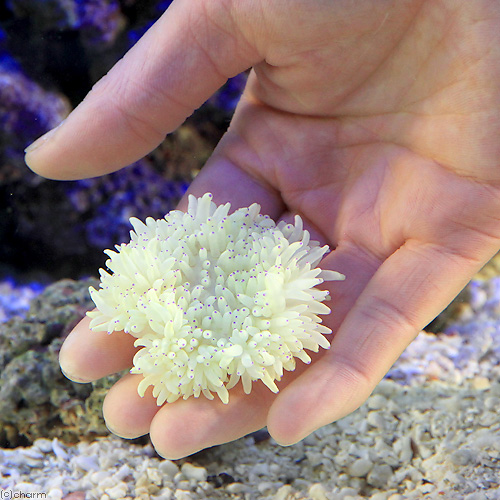 代引不可 海水魚 シライトイソギンチャク ｌｌサイズ １匹 無脊椎動物 北海道航空便要保温 沖縄別途送料 のオシャレな Asadtv Com