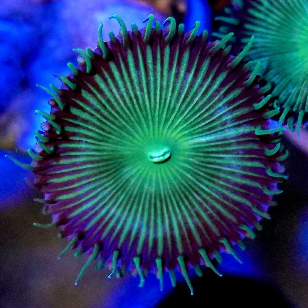 楽天市場】（サンゴ）おまかせマメスナギンチャク グリーン系 Mサイズ