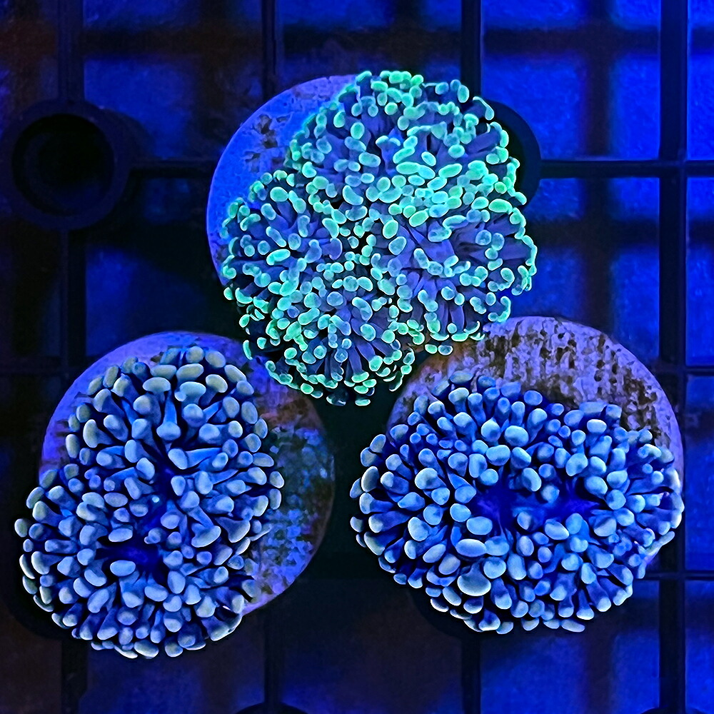 ゼンスイ 90cm LEDランプ ブルー 2個セット 新品未使用ゼンスイ LED PLUS＋ 90cm用 シャイニングブルー