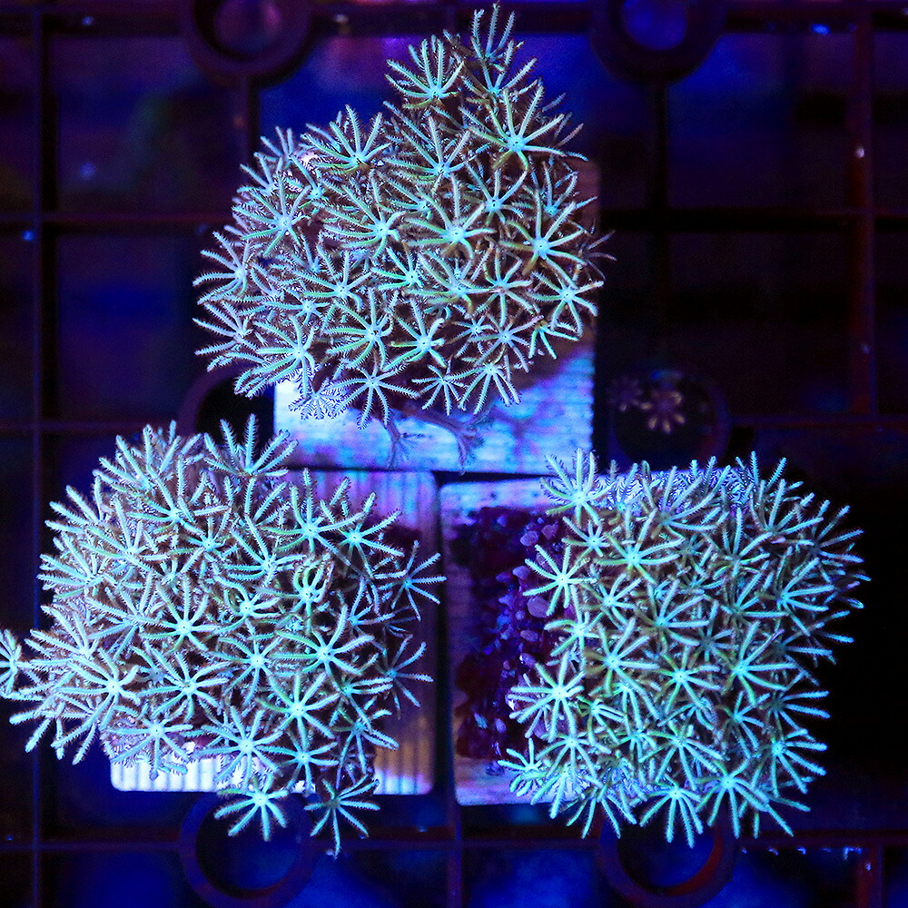 楽天市場】（サンゴ）ウチウラタコアシサンゴ ピンク（1個） y−10