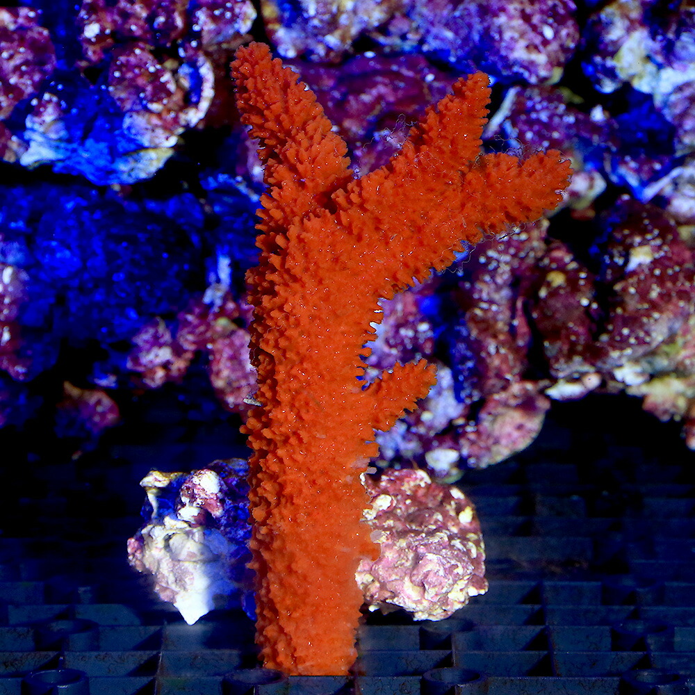 オレンジサンゴ　サンゴ　など3個セット　red coral オレンジサンゴサンゴなど3個セットred coral
