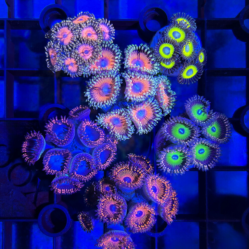 シャコガイ（ヒメシャコガイ）まとめ売り 約13kg シャコガイ（ヒメ