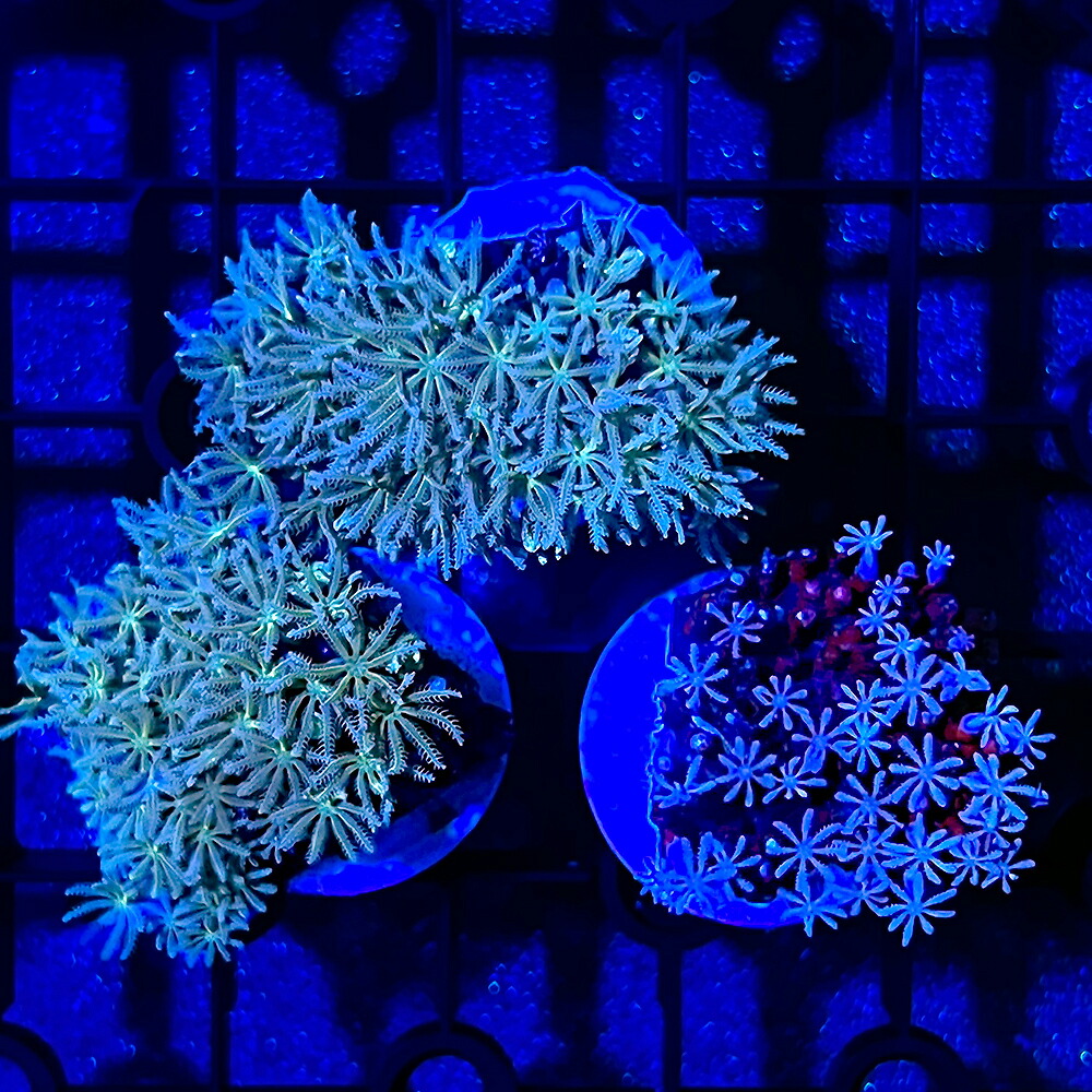 〒即日発送〒次回入荷未定！◆ウチウラタコアシサンゴ◆【Rhizotrochus typus】＃ラスト個体＃ハードコーラル ＃サンゴ ≪KOARA≫ 