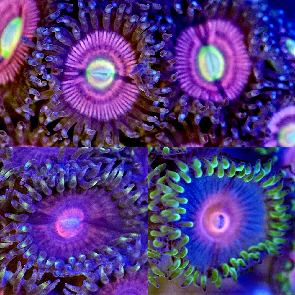 トロピックマリン社人工海水PRO-REEF Sea Salt 25Kg chanet_169384