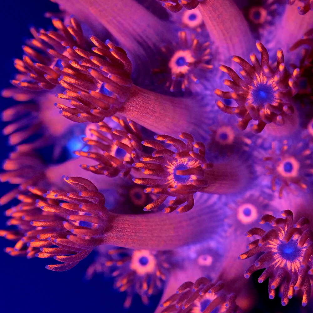 楽天市場】（サンゴ）フラグサンゴ インドネシア産 キッカサンゴ