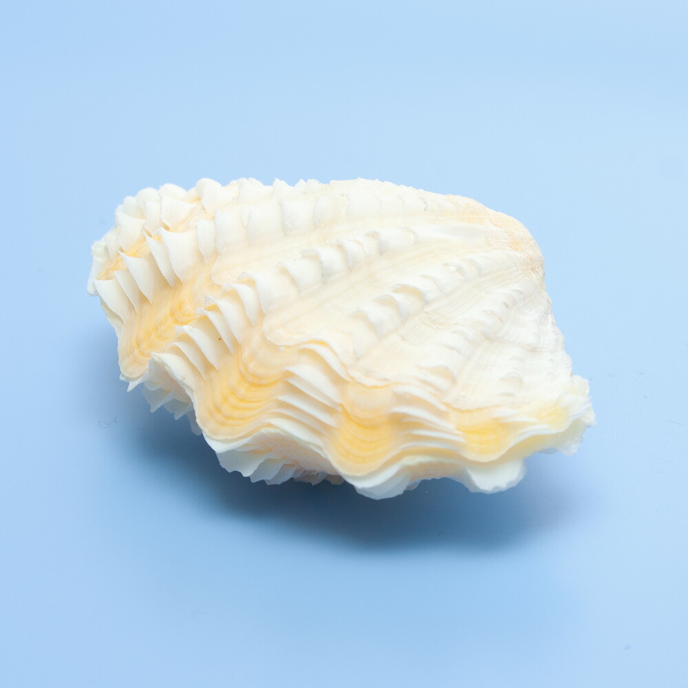 シャコ貝殻約21センチ☆シャコ貝シャコガイ貝殻標本トガリシラナミ