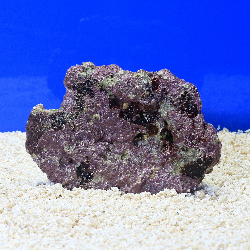 ライブロック　約4.1kg 楽天市場】（海水魚）ライブロック EXSグレード パープル