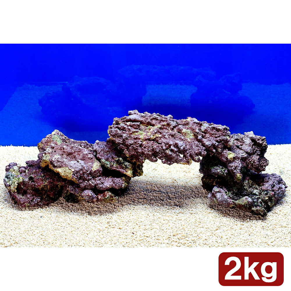 （海水魚）ライブロック　プレート状　サイズミックス（２ｋｇ）　北海道・九州航空便要保温
