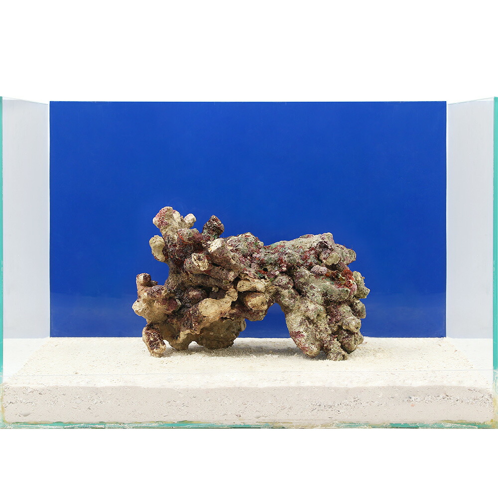 海水魚 一点物 ライブロック サイズ 個 北海道航空便要保温 Fmcholollan Org Mx