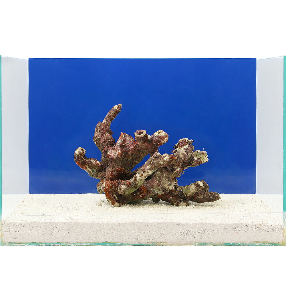 海水魚 一点物 ライブロック サイズ 個 北海道航空便要保温 Butlerchimneys Com