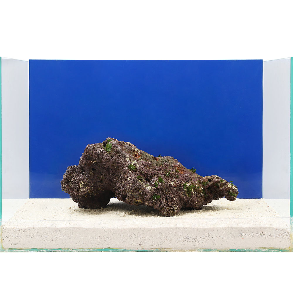 海水魚 一点物 ライブロック サイズ 個 北海道航空便要保温 沖縄別途送料 Daicelssa Az Com