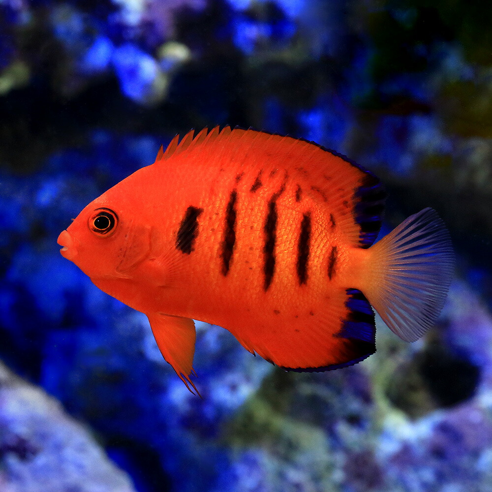 T-1000 興和 LED-17000K 600 海水魚 サンゴ用 照明 楽天市場】興和 KSS LED−17000K 600 60