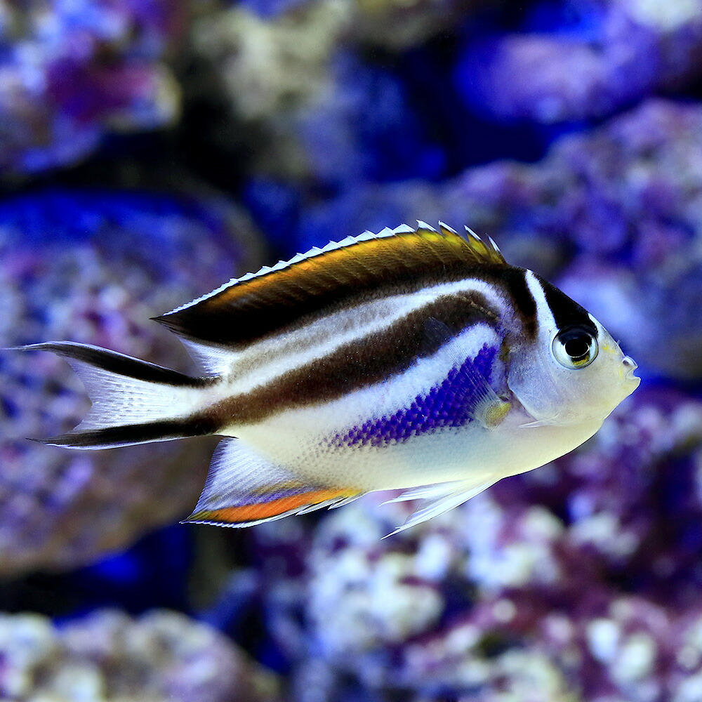 激安直営店 店 観賞魚 メス １匹 北海道 九州 沖縄航空便要保温 海水魚 ヤッコ 海水魚 ヤッコ ベルスエンゼル メス １匹 沖縄別途送料 Charm 観賞魚 Carlospepes Com