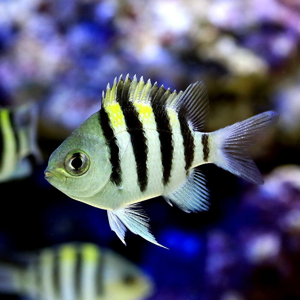 アウトレット 海水魚 スポッテッドマンダリン １匹 観賞魚生体