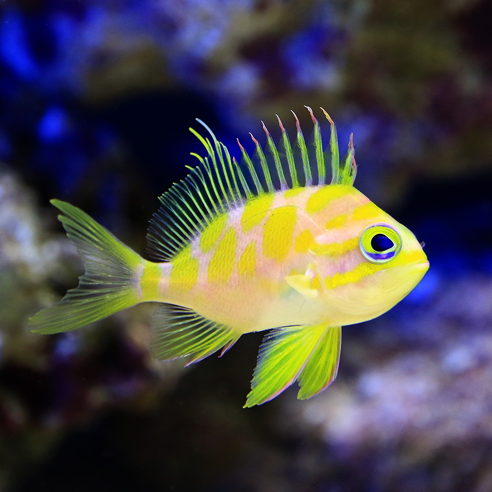 最新コレックション 海水魚 マダラハナダイ ｓサイズ １匹 北海道 九州 沖縄航空便要保温 沖縄別途送料 最新コレックション Www Lexusoman Com