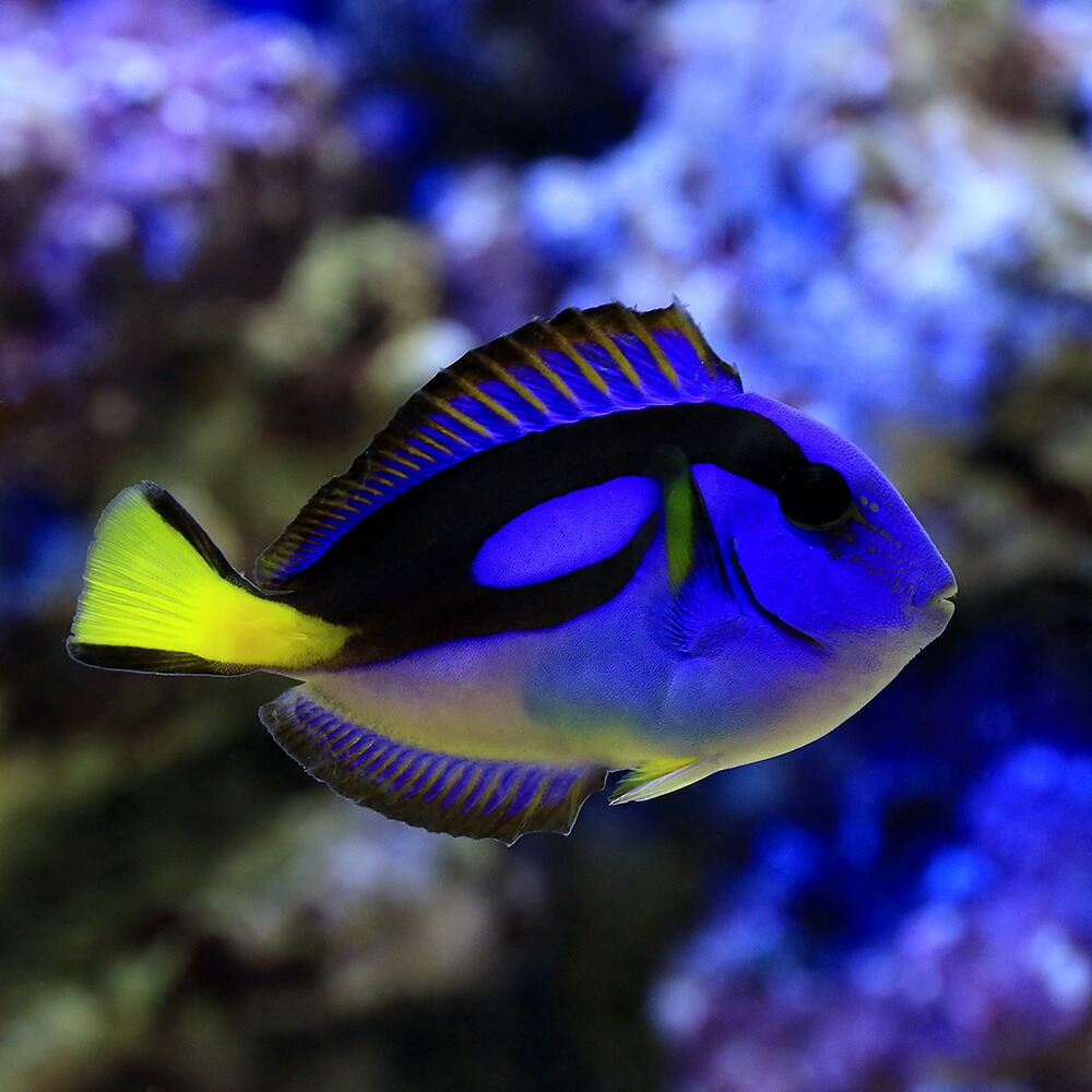 商品 海水魚 東アフリカ産 ナンヨウハギ Ｍサイズ １匹 北海道航空便要保温 levolk.es