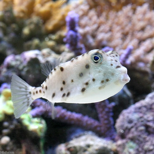 楽天市場 海水生体 海水生体 海水魚 Charm 楽天市場店