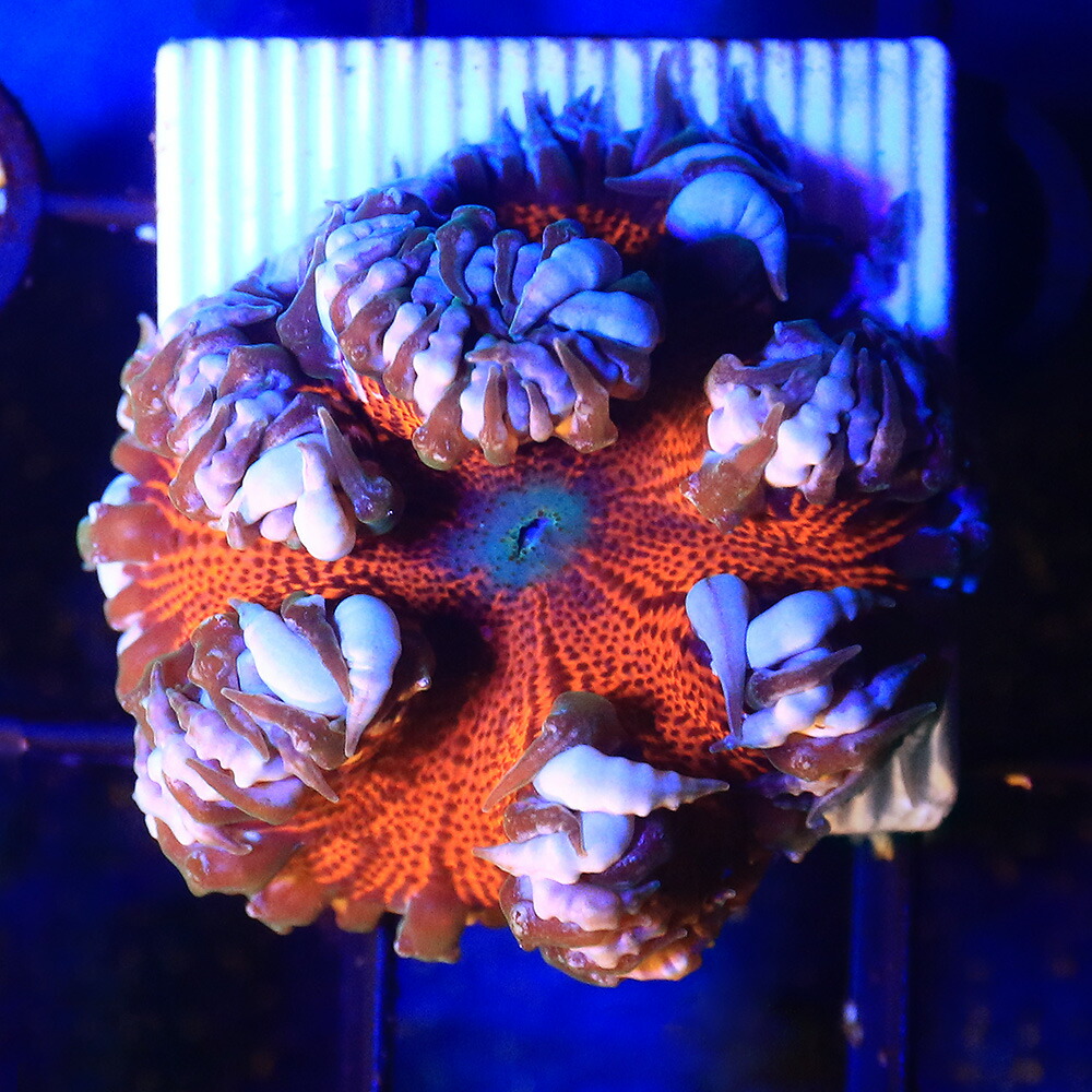 早割クーポン 海水魚 一点物 ファンシーロックアネモネ ホワイトレッド ｃｍ １３３６０ １個 北海道航空便要保温 沖縄別途送料 超人気の Volfgr Com