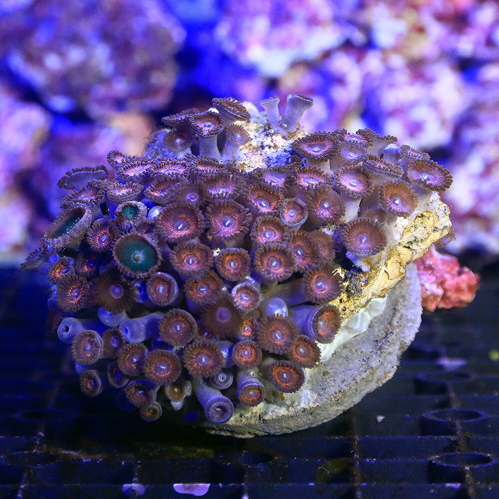 サンゴ 一つ箇所物件 インドネシア生ずる マメスナギンチャク 個 北海道飛行書要領保温 Chelseafilm Org