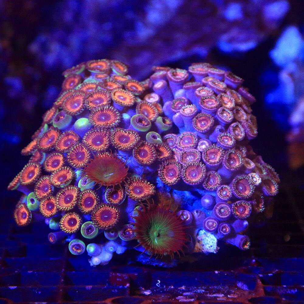 サンゴ ワンぽち事物 インドネシア共和国制作 マメスナギンチャク ツー米トン 個 北海道フライト便利さ須要保温 Chelseafilm Org