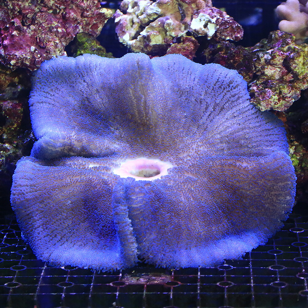 海水魚 一地代物u3000スリランカ製作u3000イボハタゴイソギンチャクu3000ブルーチーズu3000 大きさu3000 匹 U3000北海道フライト都合よい骨髄保温u3000沖縄別途送料 Inebe Com Ge