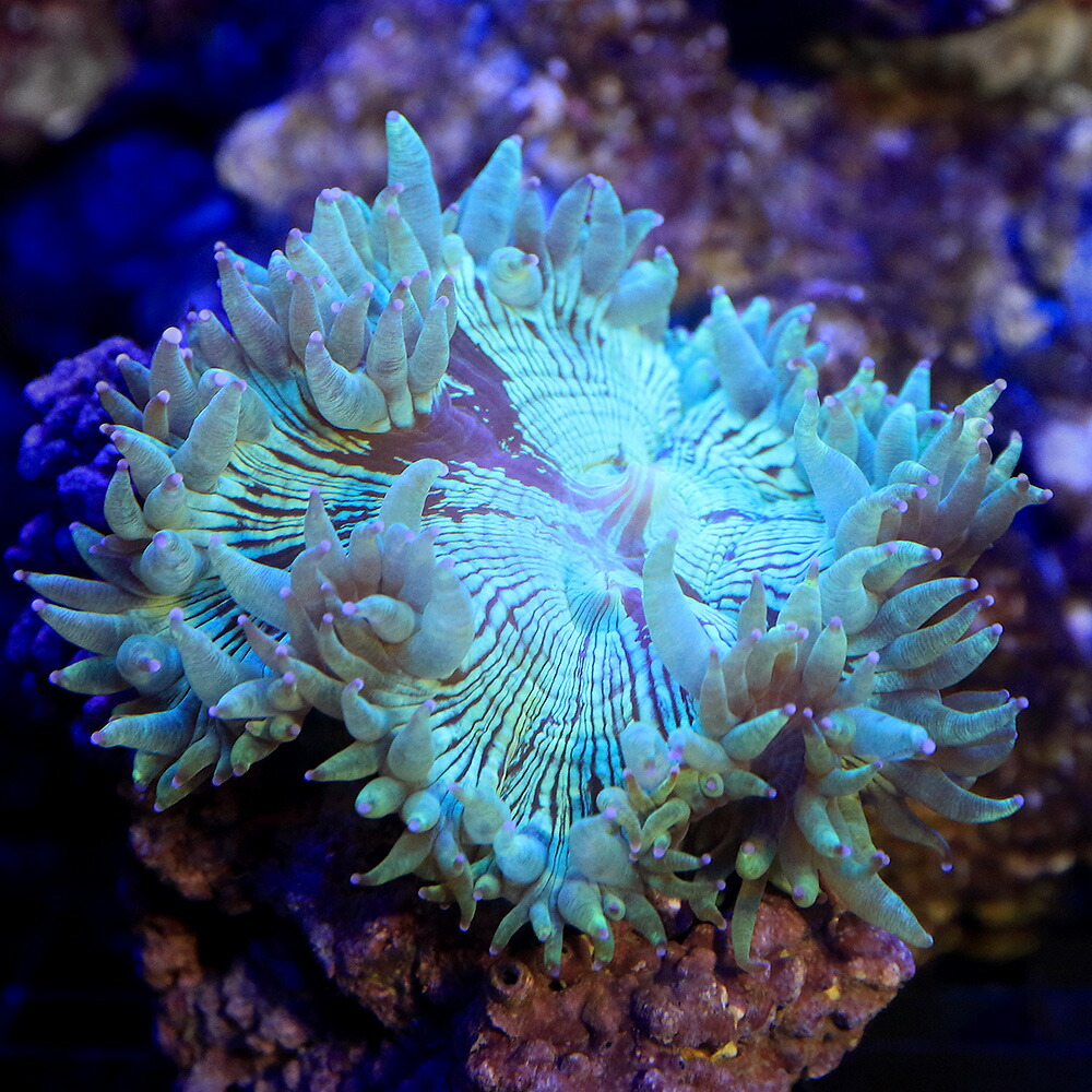 新品 未使用 クリスマスプレゼント サンゴ 一点物 オーストラリア産 トランペットコーラル ｃｍ １４４５５ １個 沖縄別途送料 北海道 九州航空便要保温 Charm 市場店 観賞魚 Bridgestonemotothailand Com