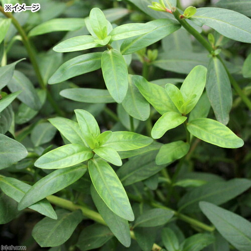 楽天市場 ビオトープ 水辺植物 ミソハギ １ポット 抽水 湿生植物 Charm 楽天市場店