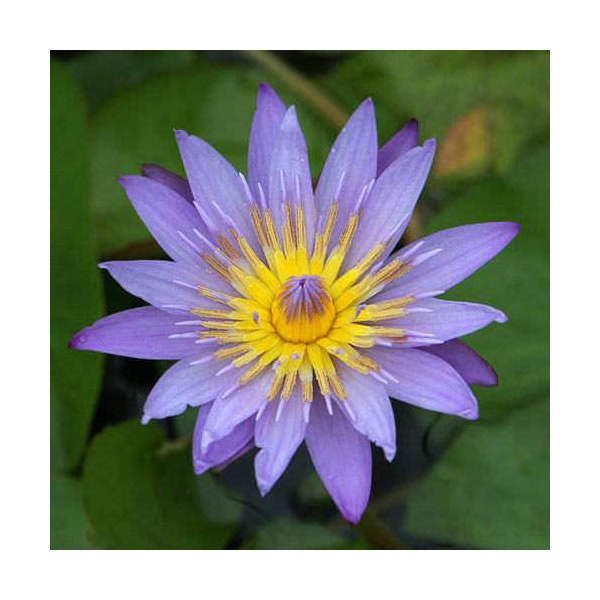 楽天市場】（ビオトープ）睡蓮 熱帯性睡蓮（スイレン）（水色