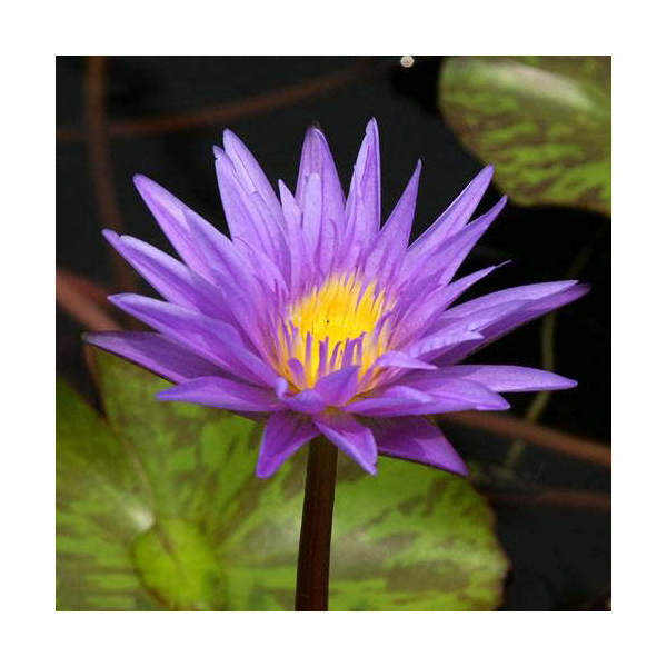 楽天市場】（ビオトープ）睡蓮 熱帯性睡蓮（スイレン）（淡桃