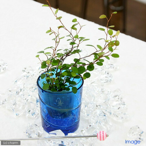 楽天市場 観葉植物 ミニ観葉 オアシス苗 ワイヤープランツ １苗 Charm 楽天市場店