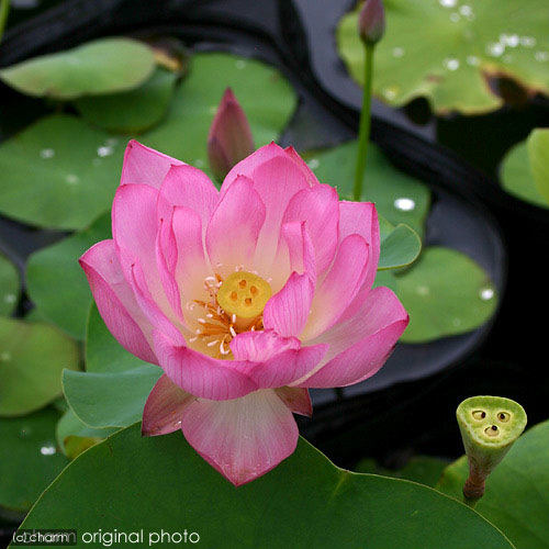 ビオトープ 蓮 ハス ピンク ロジー クロウズ ポット 植替え済 沖縄別途送料 Giosenglish Com