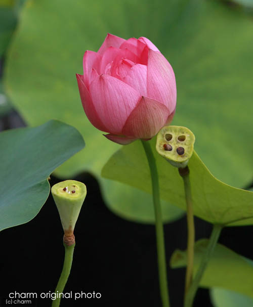 ビオトープ 蓮 ハス ピンク ロジー クロウズ ポット 植替え済 沖縄別途送料 Giosenglish Com