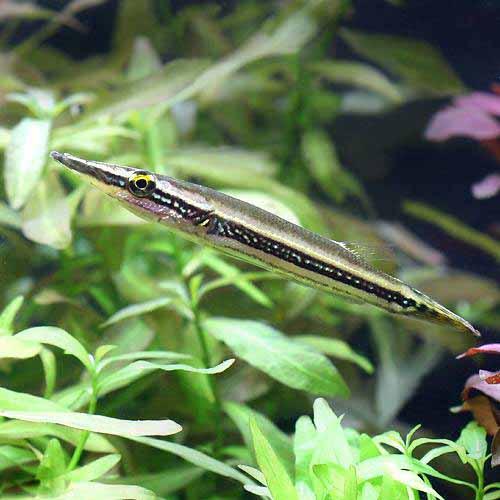 楽天市場】（熱帯魚）オーストラリアン・シーパーチ（バラマンディ