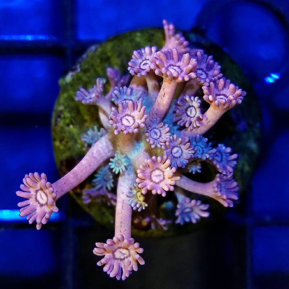（サンゴ）一点物　ハナガササンゴ　プラグ付き　ＣＭ&minus;１８５４５（１個）｜charm 店