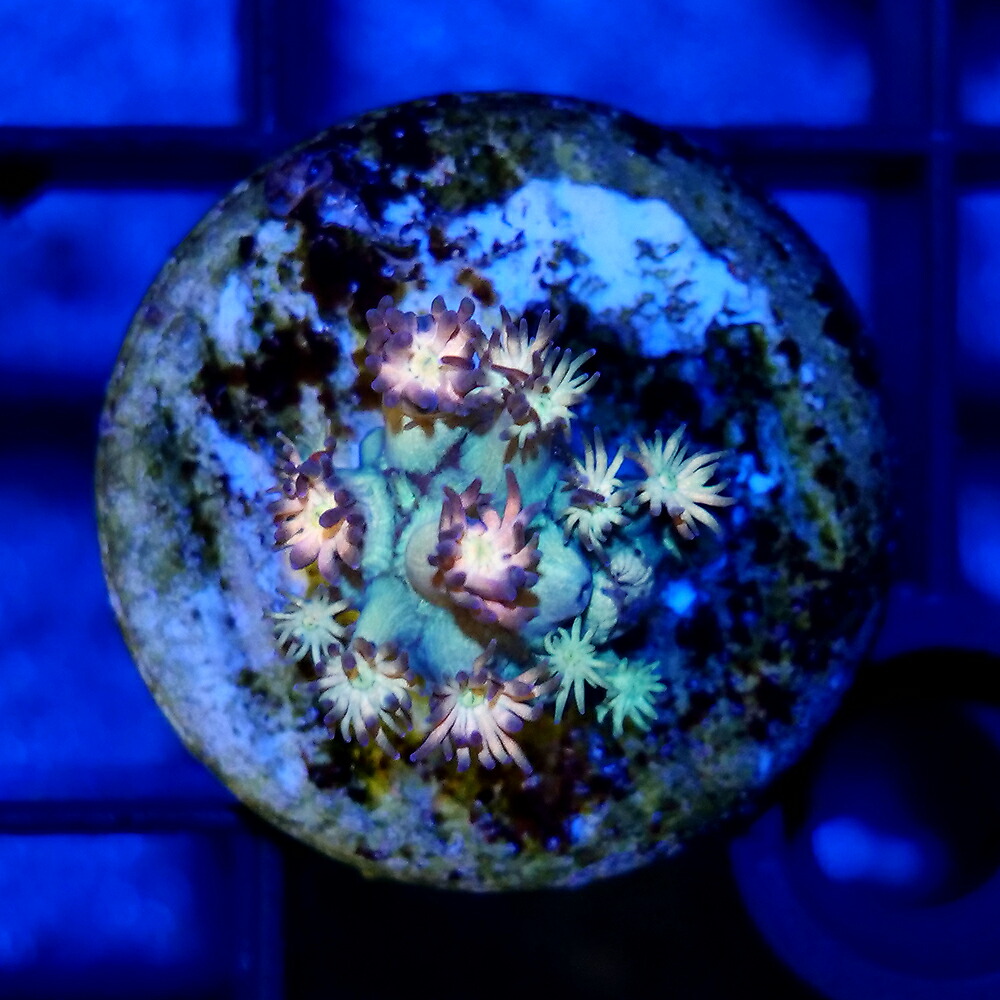 （サンゴ）一点物　ハナガササンゴ　オレンジグリーン　プラグ付き　ＣＭ－１８７８３（１個）　北海道・九州航空便要保温