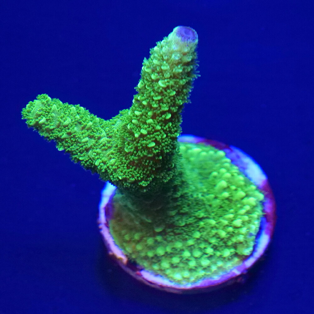 （サンゴ）　一点物　ミドリイシ　Ｇｒｅｅｎ Ｓｌｉｍｅｒ　プラグ付き　ＣＭ－１８９７８（１個）　北海道・九州航空便要保温