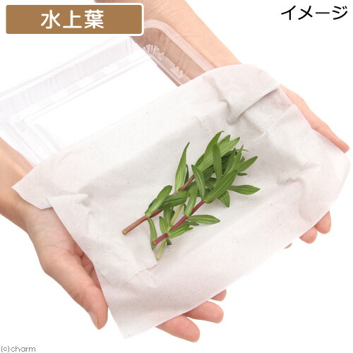 楽天市場 水草 ジャイアントアンブリア 水上葉 無農薬 3本 Charm 楽天市場店 楽天市場 水草 ジャイアントアンブリア 水上葉 無農薬 3本 Charm 楽天市場店