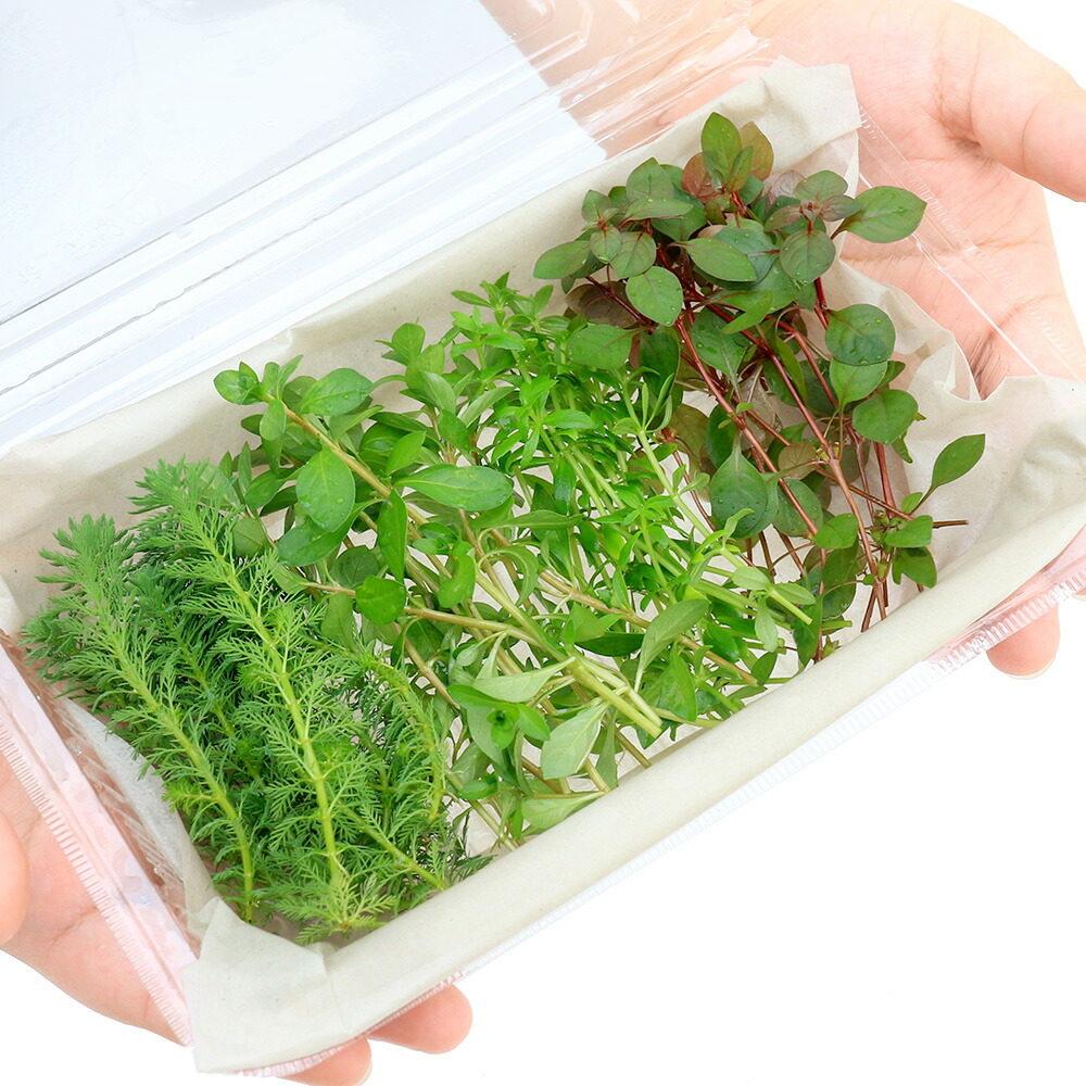 357円 人気デザイナー 水草 おまかせ水上葉 レイアウトセット ２０ｃｍ水槽用 ４種 無農薬 １パック 水草説明書付