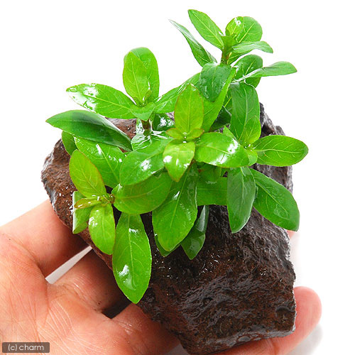 楽天市場 ハイグロフィラ ロザエネルビス 鉛巻１束 水中葉 品質最優先の方は宅配便をお勧めします 農場直送 人気品種 初心者向き 水草 アクアリウム アクアテラリウム 緑 おしゃれ 水草大卸 水草卸 水草小売 水草販売 水草通販 レイアウト 05p28sep16 緑