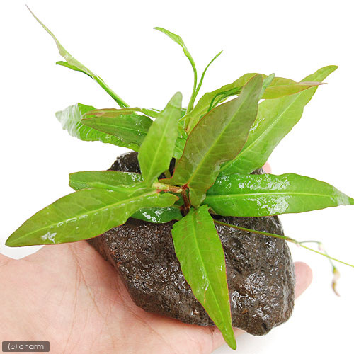 溶岩 砂 細 世界の人気ブランド 56 割引 Zarifkaran Com