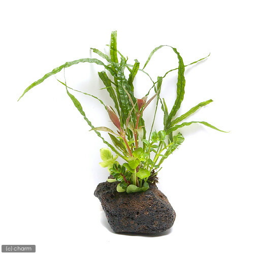 楽天市場】（水草）Plants Arrangement ザ