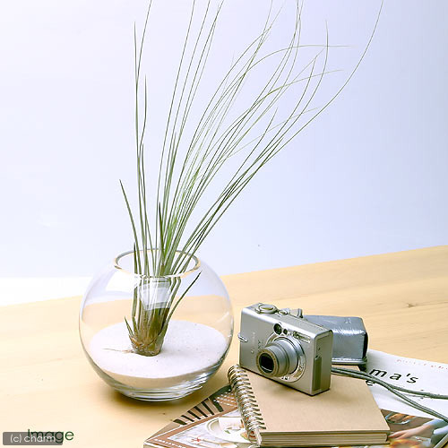 楽天市場 観葉植物 エアープランツ ティランジア ジュンセア １株 Charm 楽天市場店